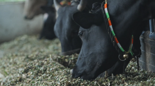 Govind Milk dairy cows